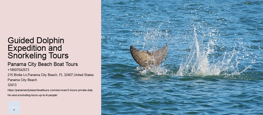 Guided Dolphin Expedition and Snorkeling Tours