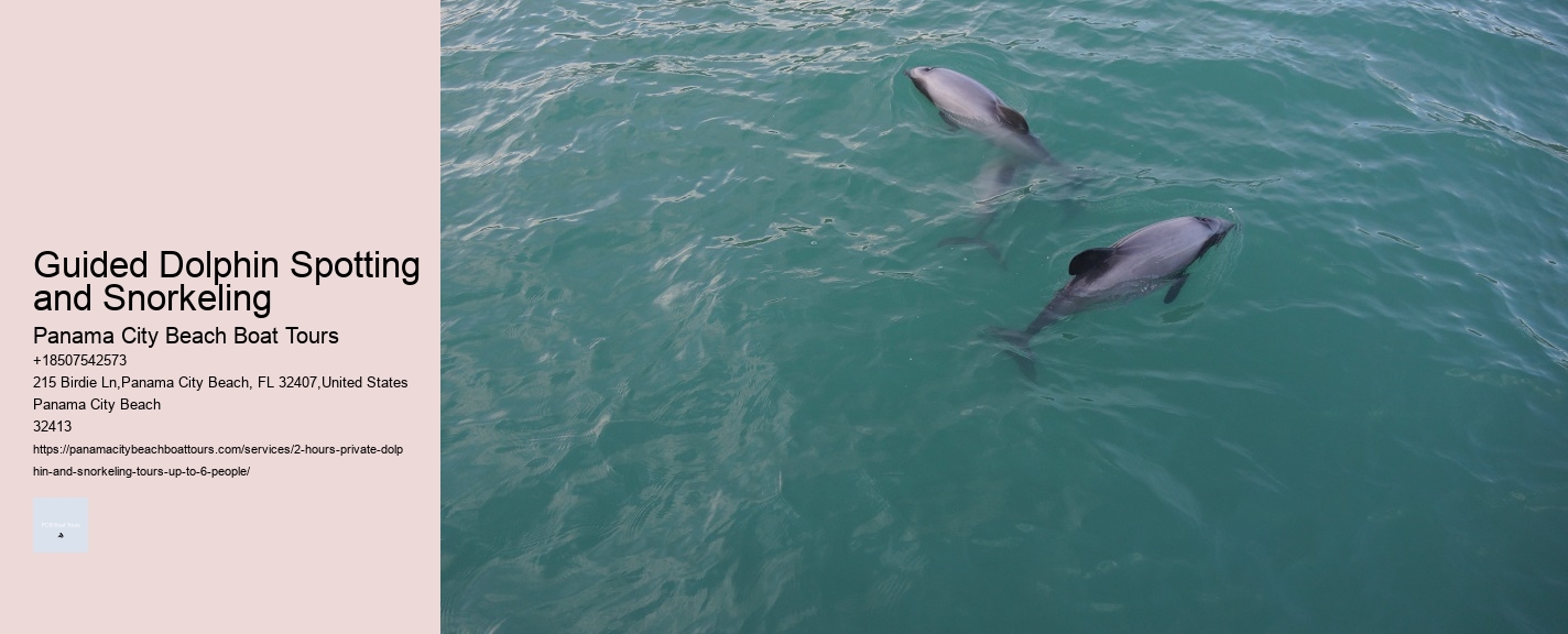 Guided Dolphin Spotting and Snorkeling