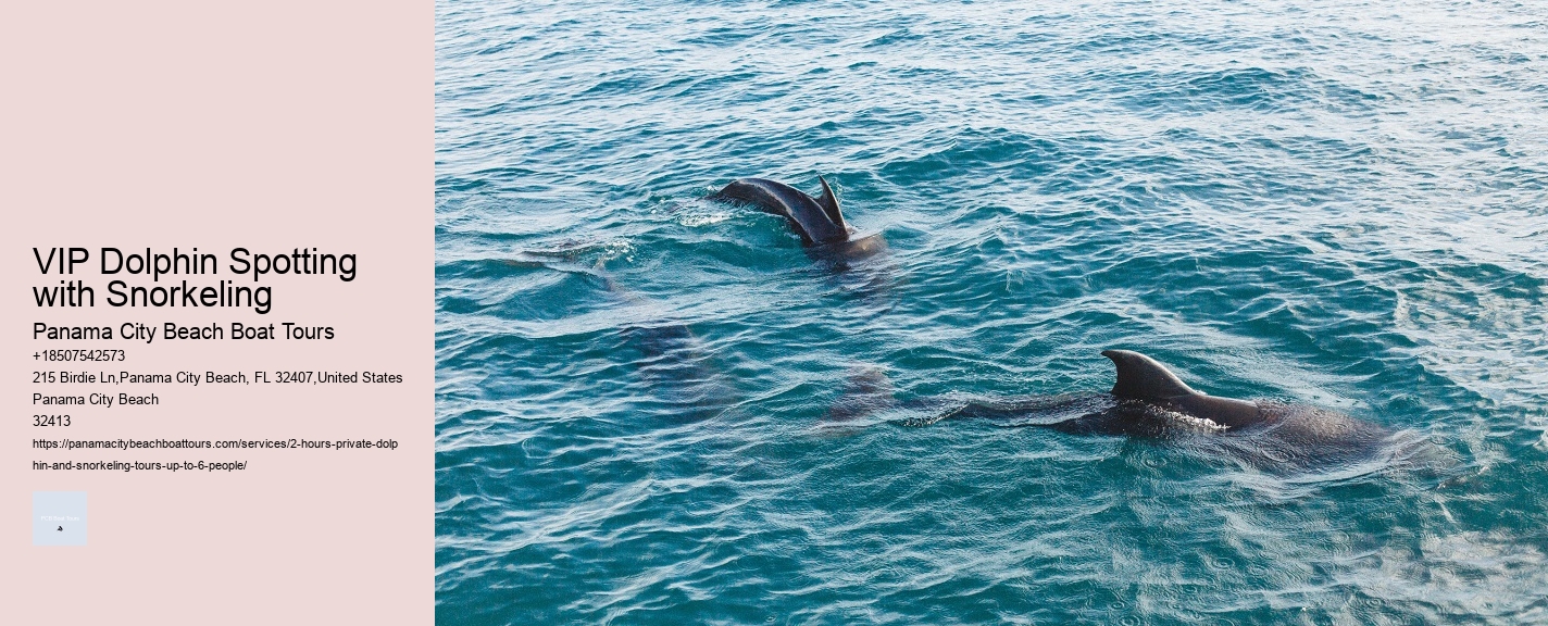 Bespoke Dolphin Safari and Snorkeling Trips